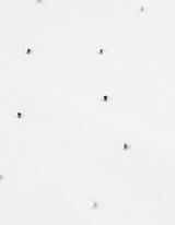 Marškinėliai - Dekoratyvūs perlai - baltas